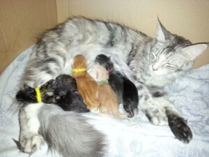 hava+chatons2